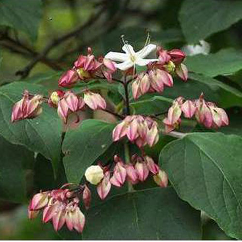 Clerodendrum Trichotomum Fargesii | ScotPlants Direct